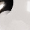 He/Him on White