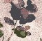 Rustic Florals (PYFR)