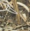 Mossy Oak Shadow Grass Blades