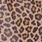 Leopard Prt